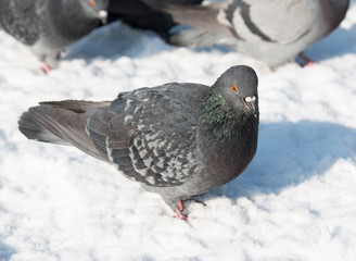 gray pigeons on snow