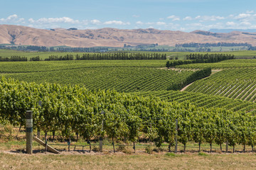 Fototapeta na wymiar endless vineyards on hills in Marlborough, New Zealand