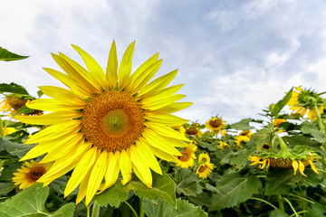 Closeup beautiful sunflower in the field