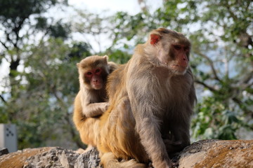 Fototapeta premium 毛づくろい中のサル