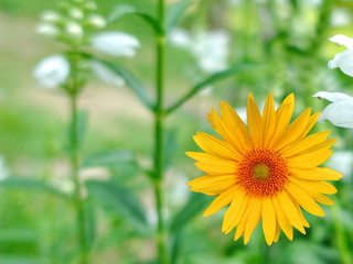 Colorful yellow flower wayside between sidewalk travel