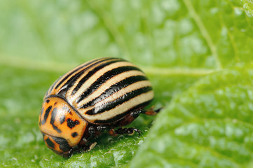 Colorado Potato Beetle on Potato Leaf