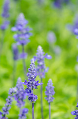 Obraz premium Close-up of lavender flowers bloom in a field