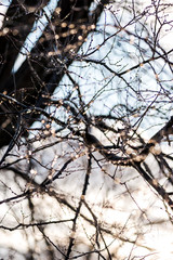 sunlight shining through ice covered tree branches
