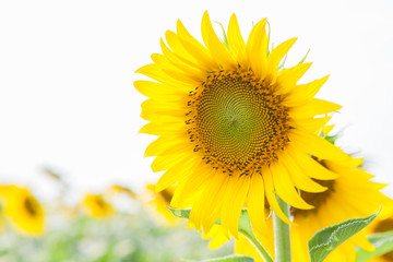 Blooming sunflower in a field on a sunny day.white background