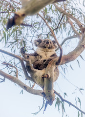 Koala bear resting in tree