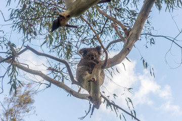 Koala bear resting in tree