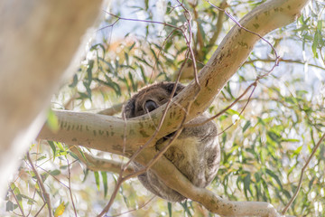Koala bear resting in tree