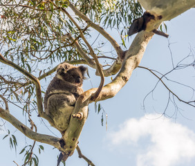 Koala bear resting in tree