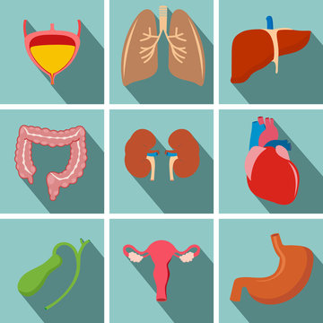 Internal human organs flat long shadow icons set with - heart, uterus, lungs, liver, kidneys, intestine, stomach, bladder/ Vector