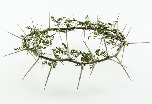 Crown of thorns with leaves - conceptual image on white background of Jesus Christ's crucifixion