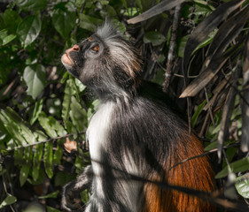 curious shaggy ape on a tree in Jozani Chwaka Bay National Park