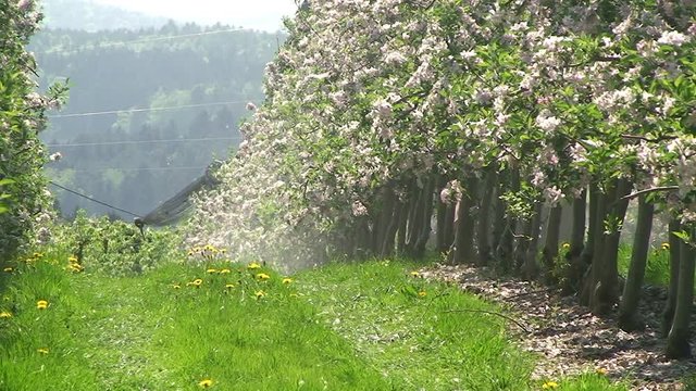 Von der Nachbarreihe der Apfelplantage (Braeburn) spr&uuml;ht es bei der chemischen "Ausd&uuml;nnung"