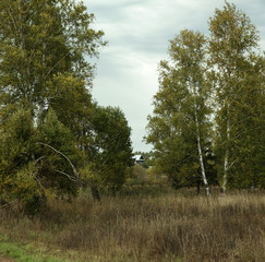 The little house behind the big autumn trees