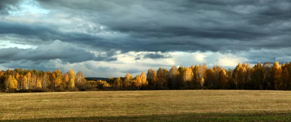 Schilderijen op glas Storm clouds over a birch grove and field in autumn © Aleksandr