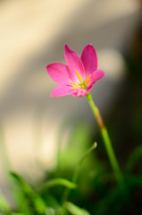 Pink Zephyranthes Carinata flower