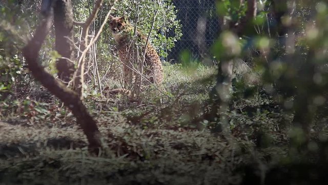 Guepard en captivit&eacute;