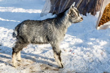 Серый козлёнок на снегу