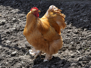 Purebred red cock on home similitude peasant yard