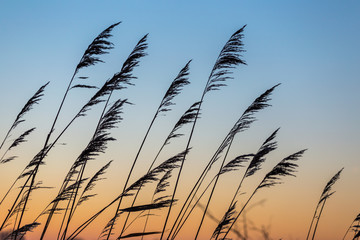 Reed silhouetted against orange sky color gradient at sunset