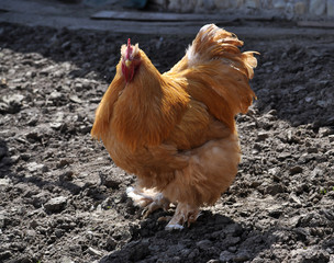 Purebred red cock on home similitude peasant yard