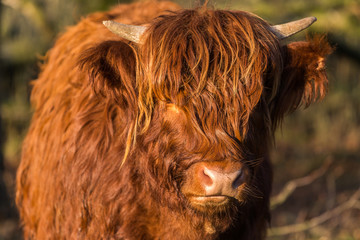 Scottish highlander cow looking at camera. Frontal view of face with eyes hidden behind long hair