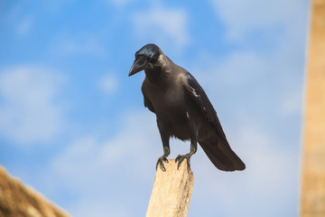 House crow or Corvus splendens protegatus