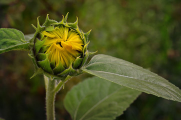 Young sunflower. Green sunflower bud, dark toned