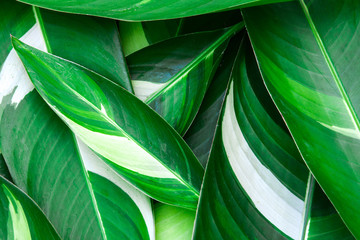 Naklejka na ściany i meble Fresh tropical Green leaves background