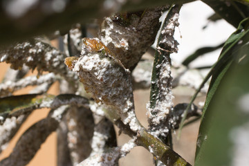 Oleander leaves densely covered with scale insects. Mealy mealybug.