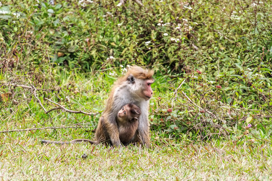 Sri-Lankan toque macaque