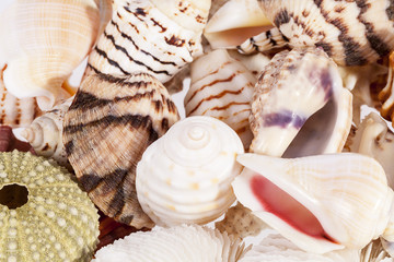 Background of various types of sea shells .
