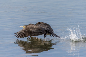 Fliegender Kormoran 