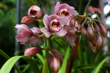 Pink Cymbidium in pot. Flower and bud of orchid - obrazy, fototapety, plakaty