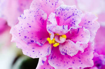 The Texture of Beautiful Flower Close Up.