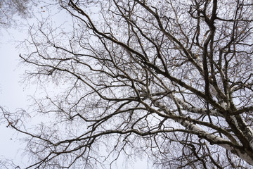 Tree Branches without Leaves