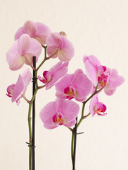 pink orquids blooms