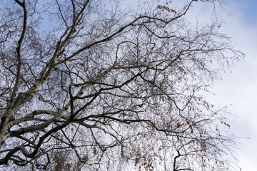 Tree Branches without Leaves
