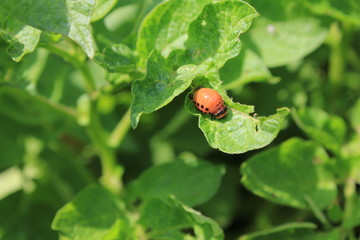 Colorado potato beetle on green leaves macro 8195