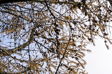 Tree Branches without Leaves