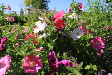 Background of colorful flowers Ipomoea 8372