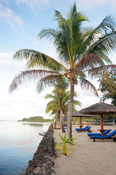 Palm Tree at Tropical Lagoon Resort Vanuatu