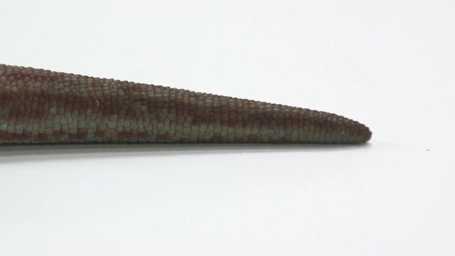 Tokay Gecko tail that falls off 
