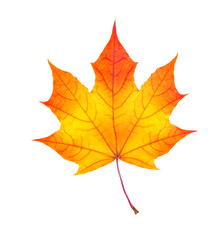 colorful autumn maple leaf isolated on white