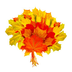 beautiful colorful autumn leaves isolated on white