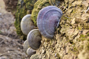 Champignons sur un arbre.