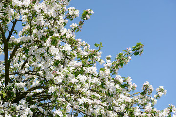 apple blossom in orchard