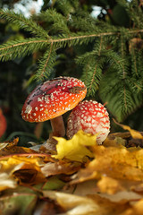 Amanitas under fir branches on the background of maple leaves