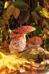 Amanitas under fir branches on the background of maple leaves