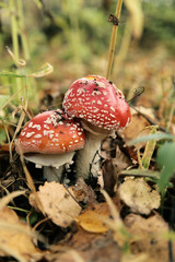 Two amanitas in the green and yellow leaves in autumn